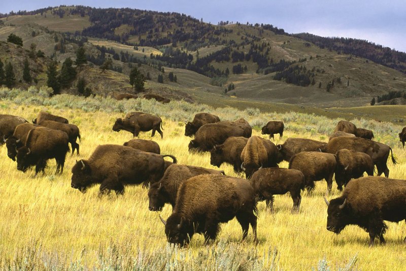 Беловежская пуща зубры