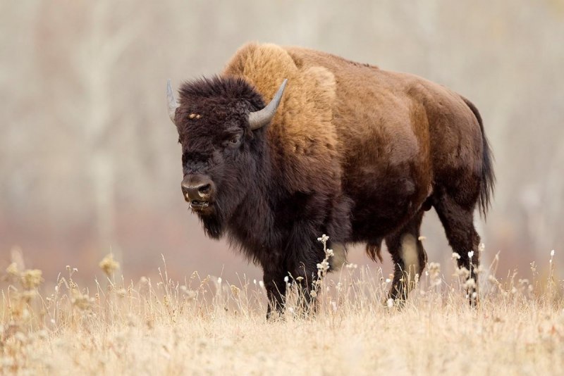 Степной Бизон вымерший