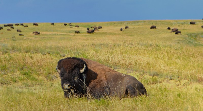 Бизон 10 метров