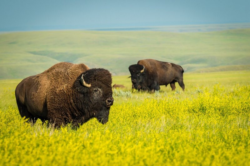 Американский Степной Бизон