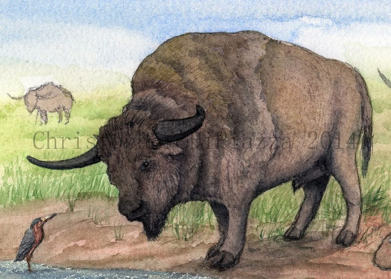 Бизон (Bison Bison)