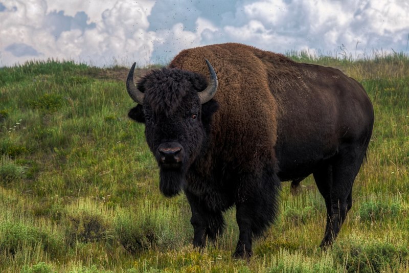 Бизон Буффало