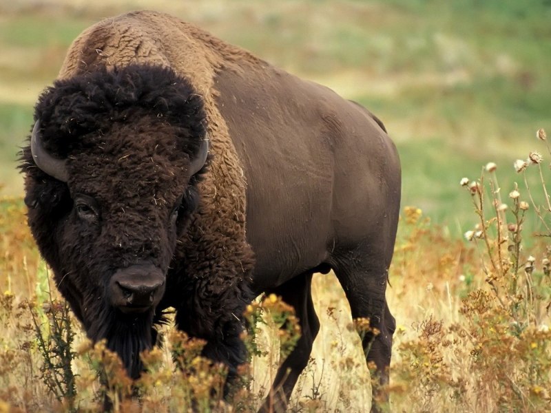 Бизон овцебык буйвол