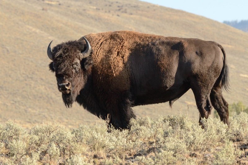 Американский Степной Бизон