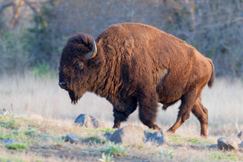 Бизоны в Северной Америке