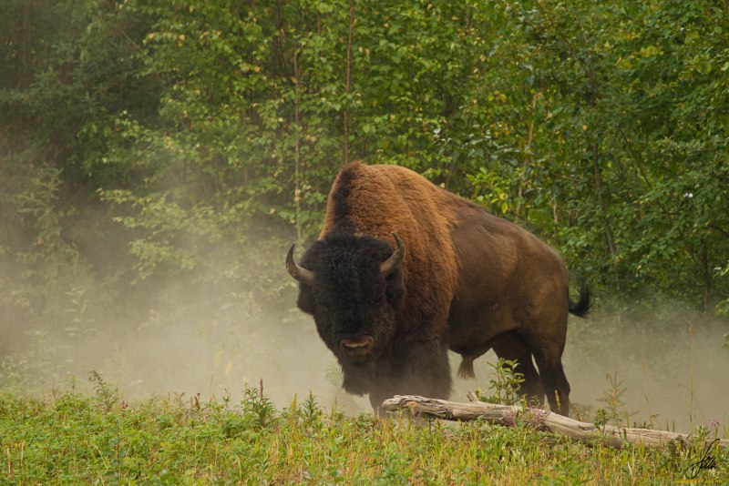 Лесной Бизон Северной Америки