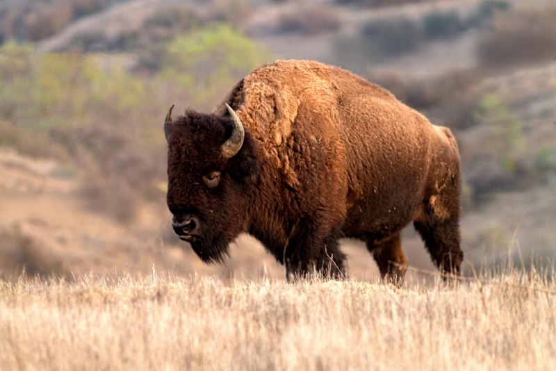 День бизона