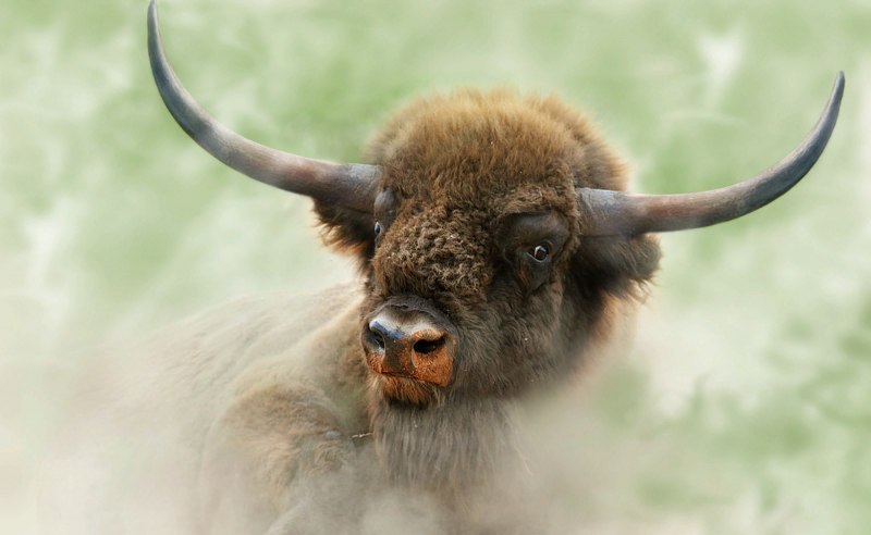 Бизон латифронс