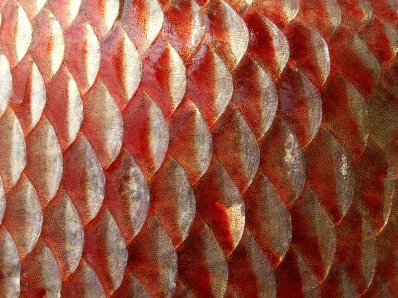 Рыбья чешуя