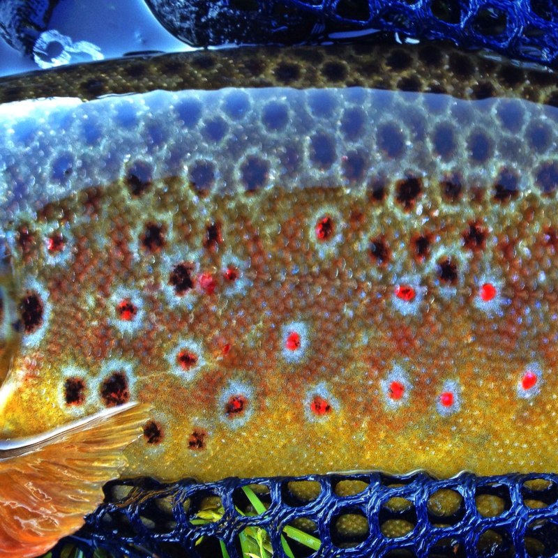 Форелевая чешуя