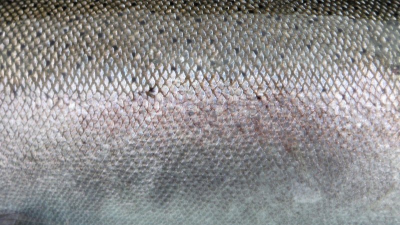 Чешуя рыбы текстура