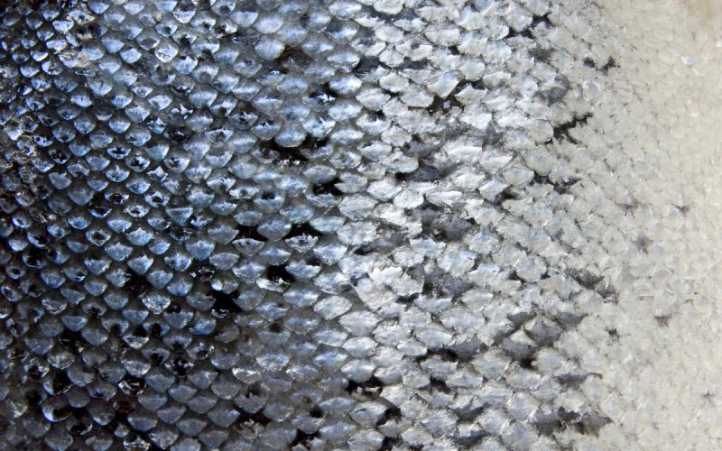 Чешуя лосося