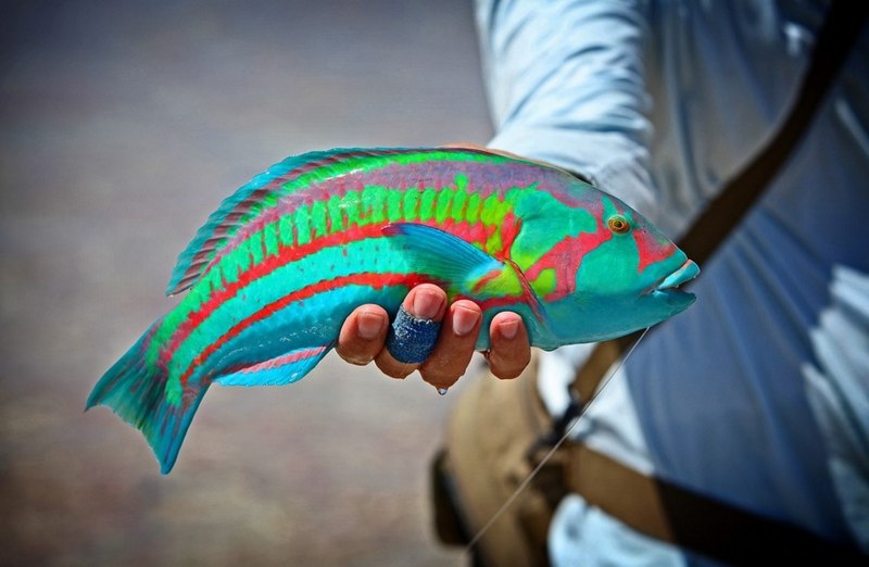 Tailspot Wrasse