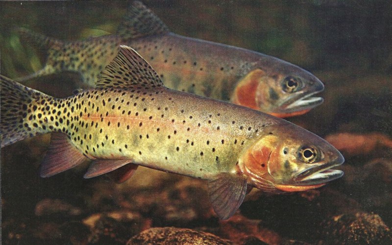 Ручьевая форель пеструшка