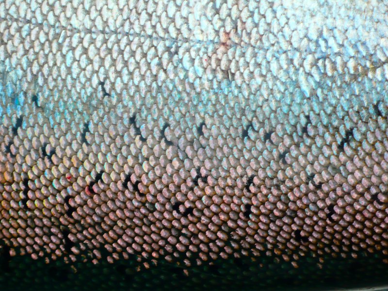 Чешуя рыб хондропротектор Румыния