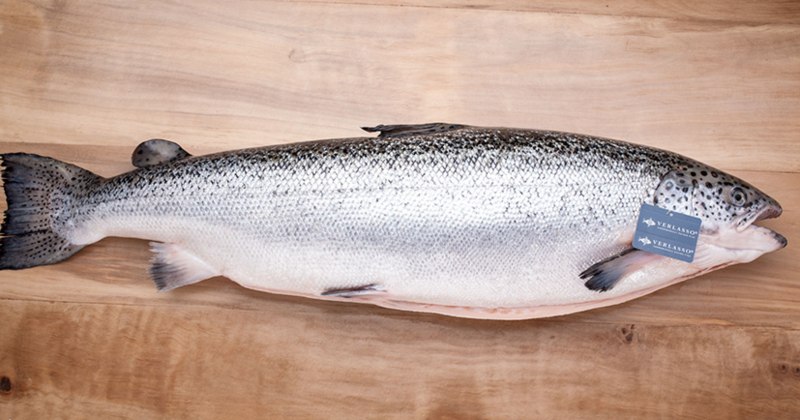 Чавыча белорыбица