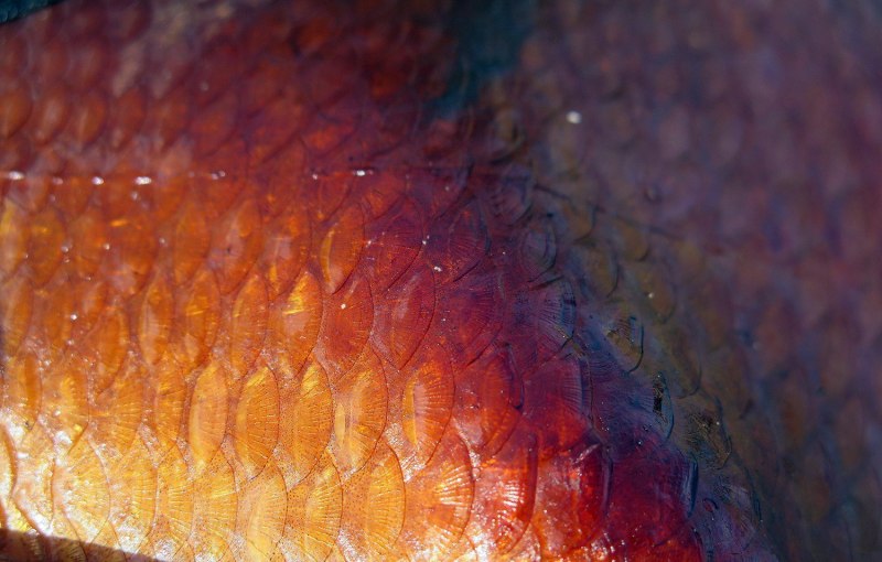 Рыбья чешуя