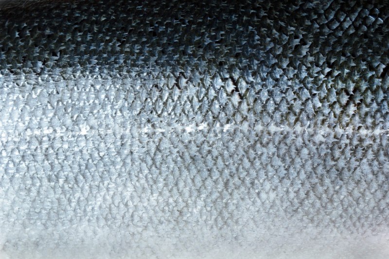 Чешуя лосося