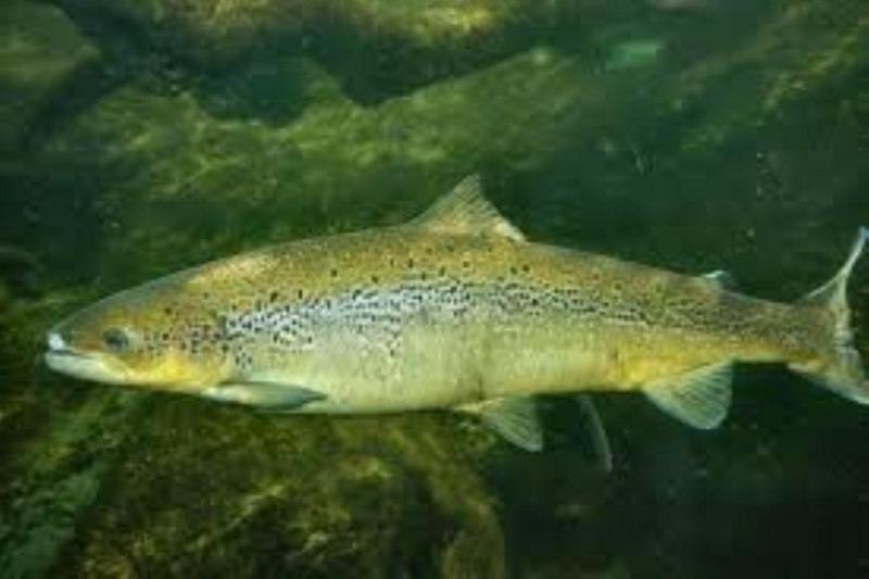 Salmo Salar рыба