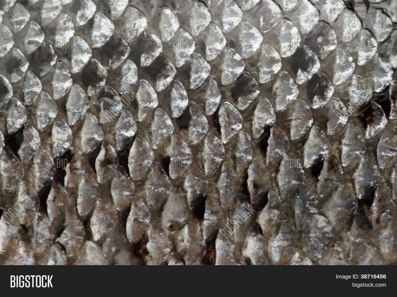 Чешуя лосося