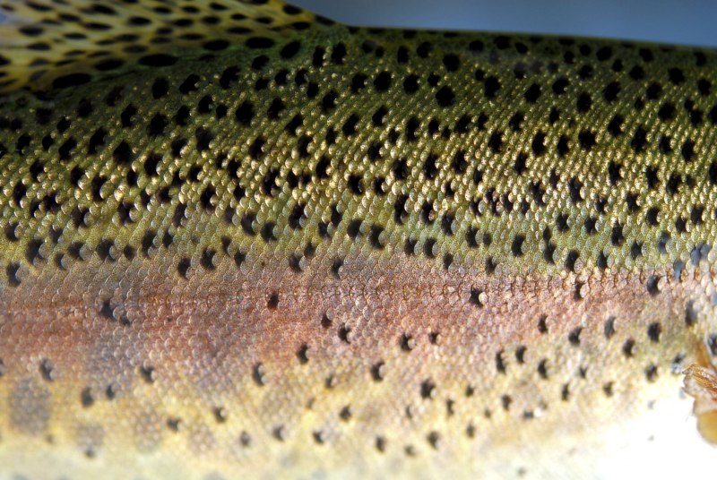 Broiled Rainbow Trout