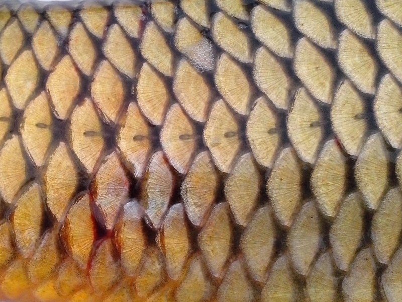 Holacanthus чешуя