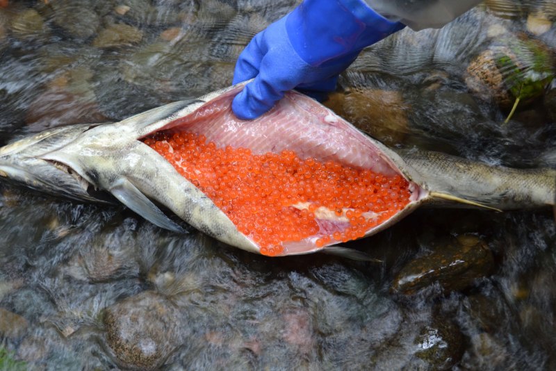 Красная рыба кета