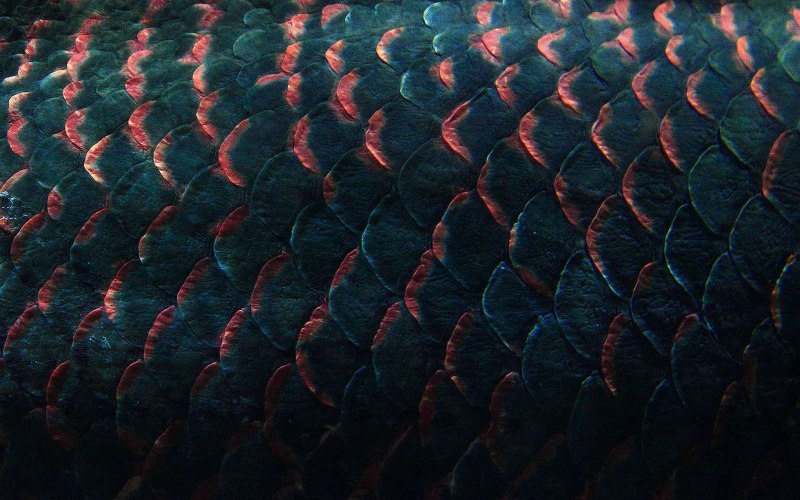 Драконья чешуя