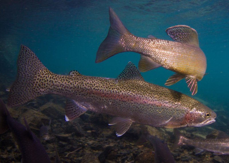 Озерная форель (Радужная, кумжа)