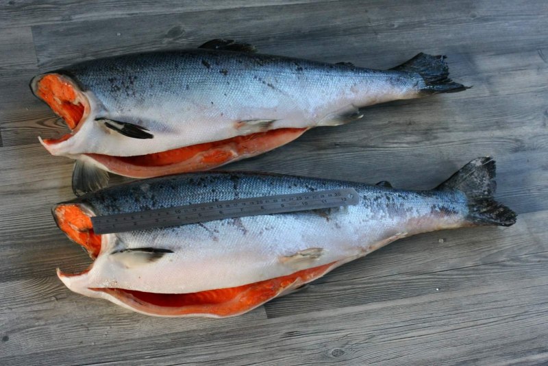 Красная рыба кижуч