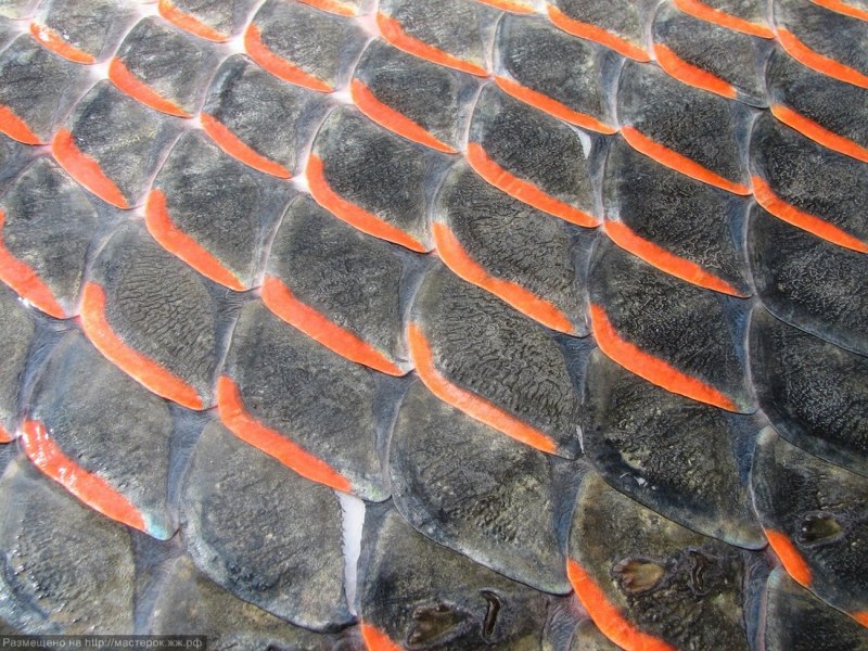 Чешуйка рыбы