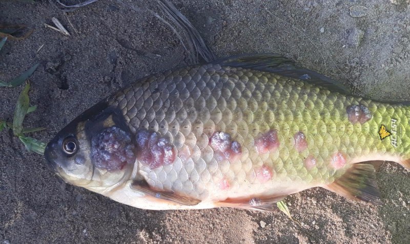 Аэромоноз прудовых Карпов