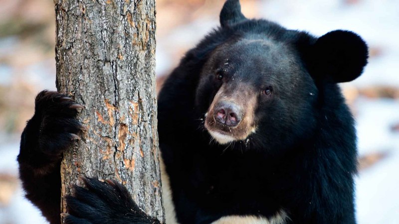 Белогрудый медведь Уссурийского заповедника