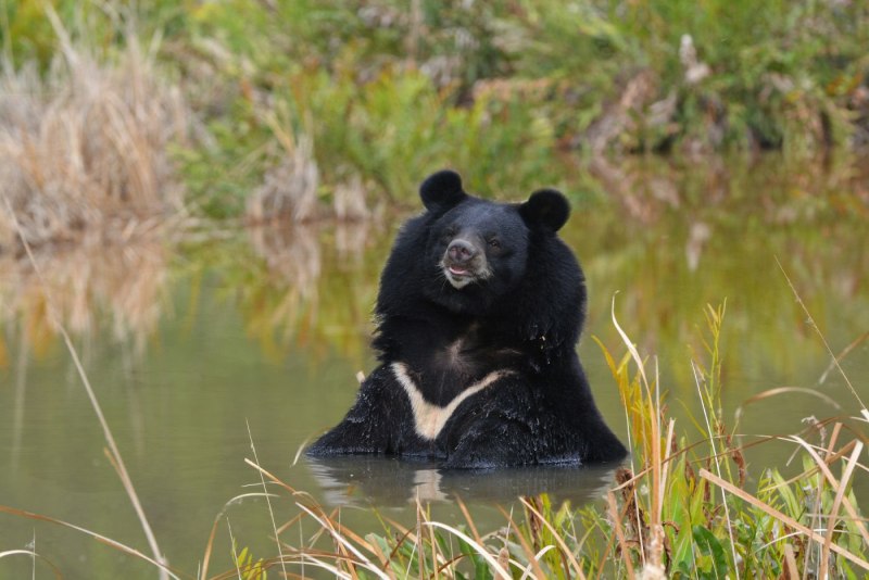 Черный хороший мишка