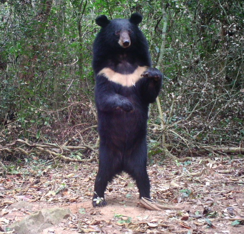 Белогрудый медведь