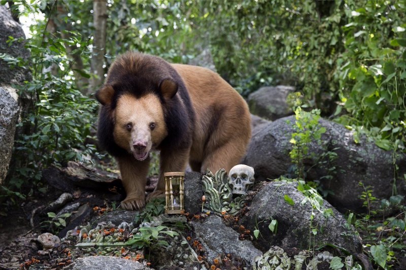 Золотистый Гималайский медведь