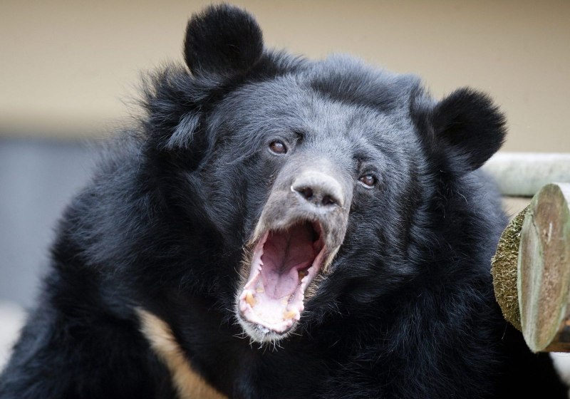 Белуджистанский белогрудый медведь