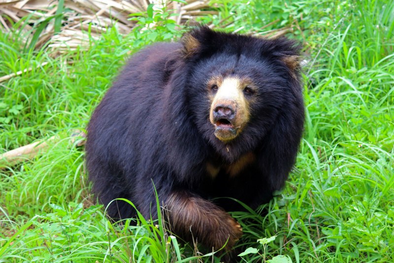 Бурый и Гималайский медведь