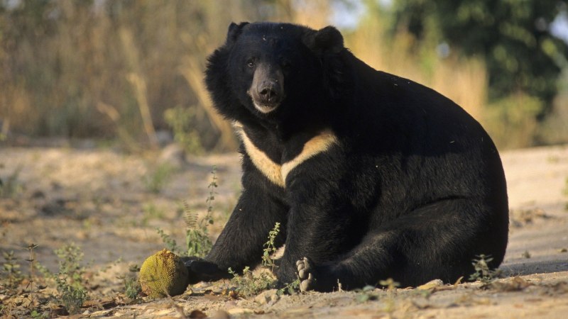 Светильник медведь с луной