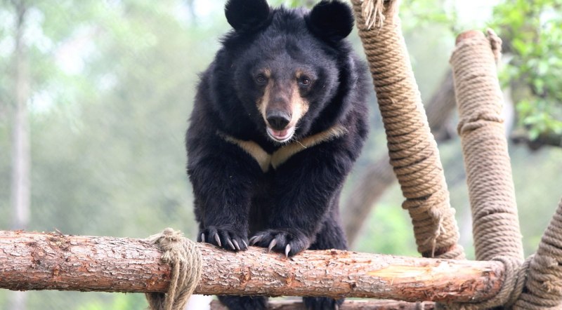 Белогрудый медведь и Гималайский медведь