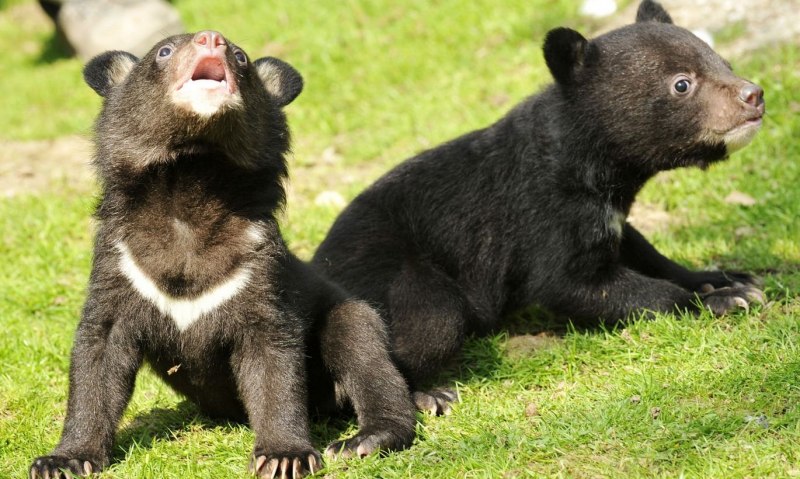 Гималайский медведь на задних лапах