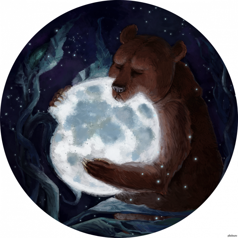 Гималайский белогрудый медведь