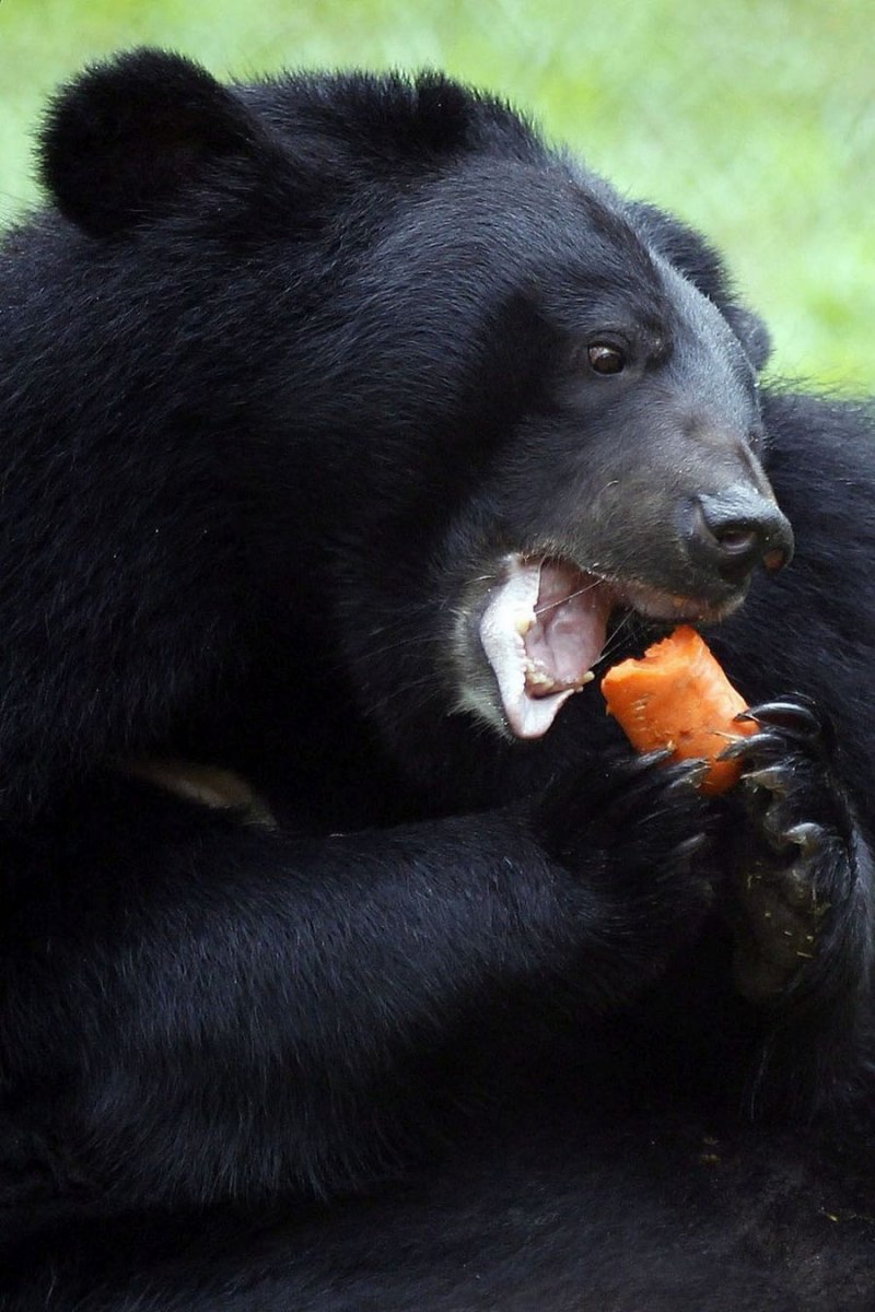 Гималайский медведь