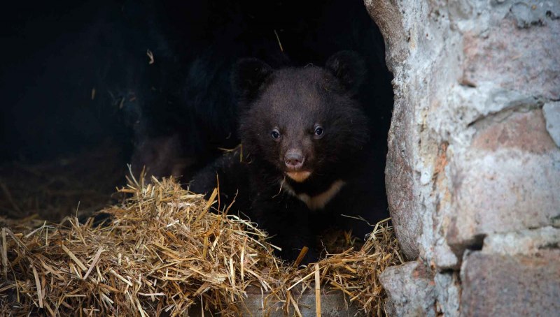 Белогрудый медведь
