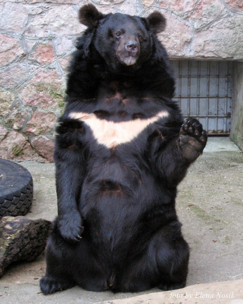 Лунный медведь язык