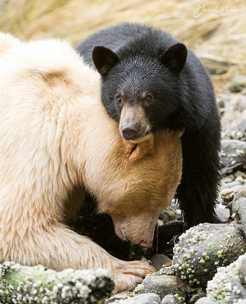 Сказочный Северный полюс