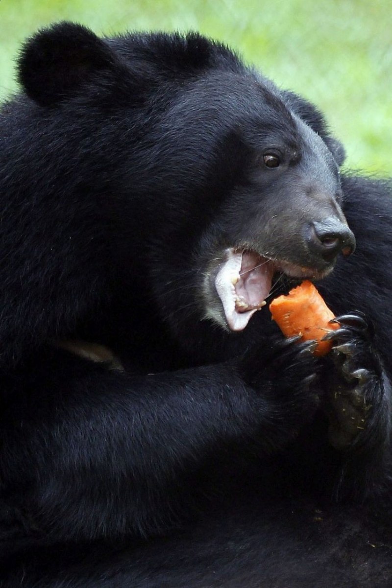 Девочка и белый медведь