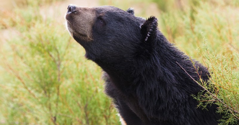 Медведь печать