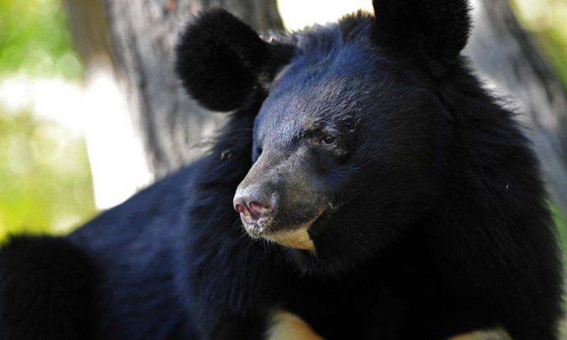 Гималайский медведь