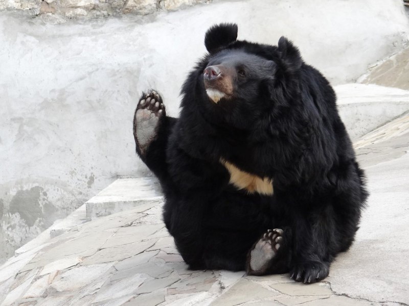 Белогрудый медведь